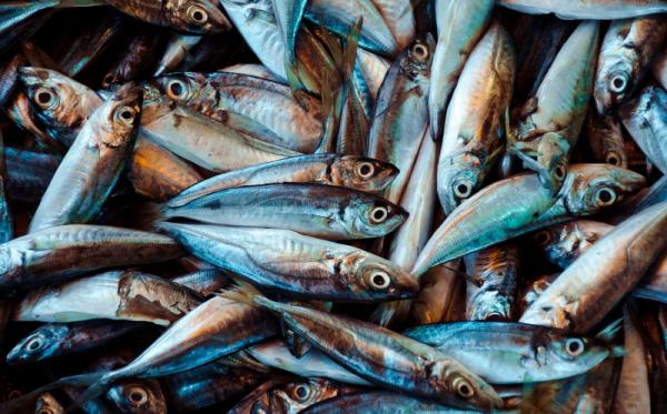 Ribuan Ikan Melompat ke Daratan Terjadi di Pulau Onrust, Penyebab Masih Diselidiki
