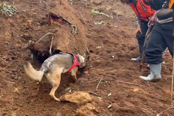 Hebatnya Anjing Pelacak K9 Bantu Lacak Korban Gempa Cianjur