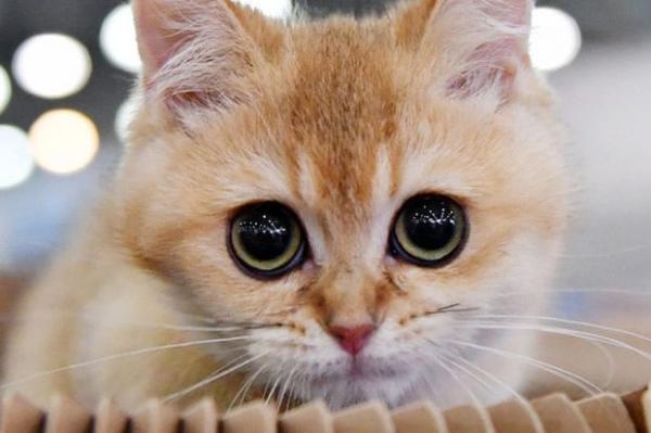 4 Alasan Kucing Jadi Hewan Kesayangan Rasulullah