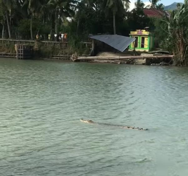 Viral!, Buaya berenang di Sungai Mandar Jadi Tontonan Warga