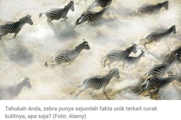 Terkait Corak Kulitnya Zebra Miliki Fakta Unik  dan Menarik,  Apa Saja?