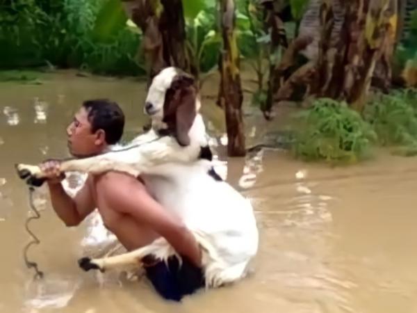 Lucu! Seorang Pria Gendong Kambing di Tengah Genangan Banjir Bandang