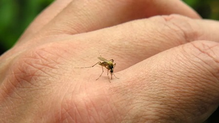 Ingin Tahu Apa Alasan Nyamuk Suka Mengisap Darah Manusia? Ini Jawabannya