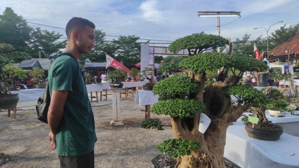 Ratusan Bonsai Dipamerkan Ada Yang Dibanderol Puluhan Juta Rupiah 1315