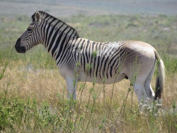 Deretan Hewan yang Sudah Punah Akibat Ulah Manusia, Ada Harimau Jawa hingga Zebra Afrika