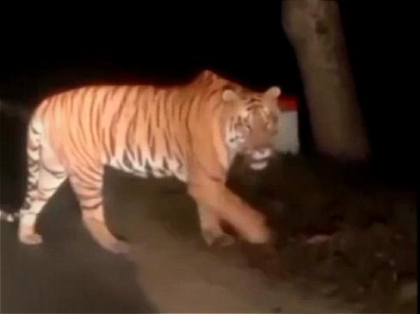 Video Kemunculan Harimau di Gunung Pegat Bikin Resah, Polres Wonogiri Ungkap Fakta Mengejutkan