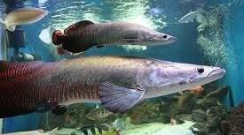 Warga Indonesia Dilarang Pelihara Ikan Arapaima, Simak Alasannya Berikut