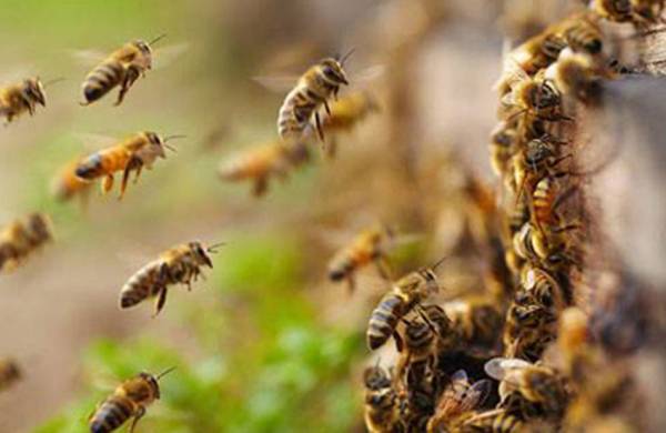 Luar Biasa, Melalui Getaran Sayapnya Kerumunan Lebah Mampu Ubah Cuaca Lokal