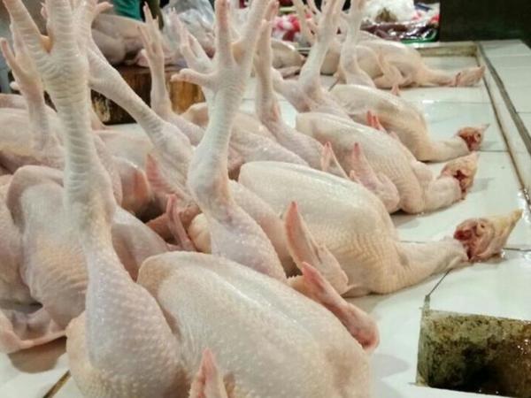 Harga Ayam Potong Terlalu Murah, Bisa Rugikan Peternak Ayam