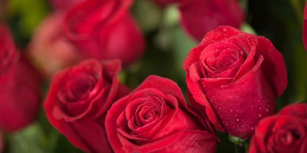7 Cara Merawat Bunga Mawar Agar Cepat Berbunga, Sangat Simpel!
