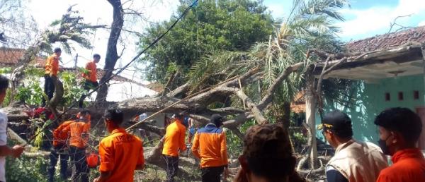 Warga Cilegon Panik! Pohon Ratusan Tahun Tumbang Menimpa Tiang Listrik dan 1 Unit Rumah