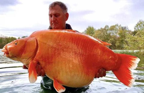 Ikan Mas Raksasa Seberat 30 Kg Berhasil Diangkat Pemancing dari Danau, Butuh Waktu 25 Menit