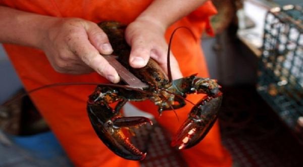 Simak Rahasia Keunikan dari 3 Hewan Buas yang Hidup Abadi, Salah Satunya Lobster
