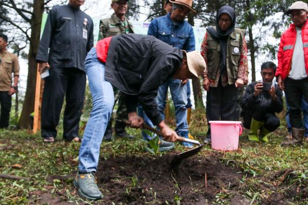 Dukung Konservasi, Ganjar Pranowo Tanam Kopi di Dieng