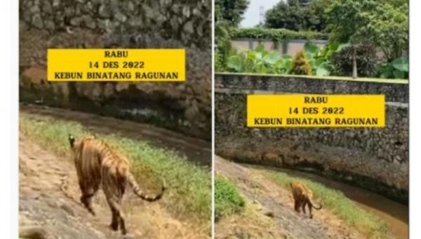 Viral Harimau Kurus di Taman Margasatwa Ragunan, ini Penjelasannya