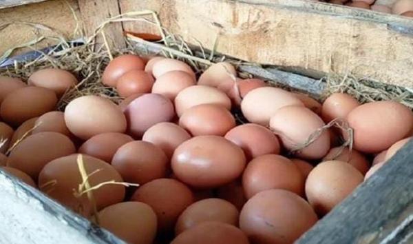 Jelang Nataru, Harga Telur Ayam di Semarang Tembus Rp32000 per Kilogram