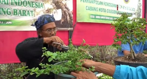 Warga Cilegon Budidaya Tanaman Bonsai Hasilkan Cuan Ratusan Juta