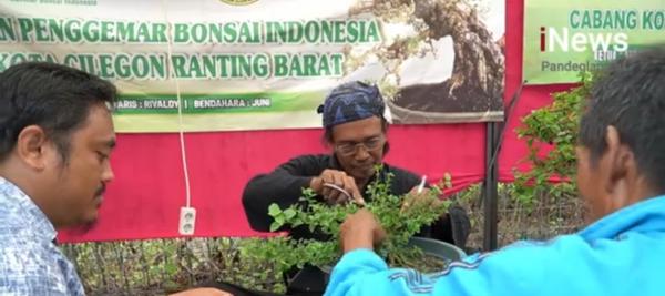 Hasilkan Cuan Ratusan Juta, Warga Cilegon Budidaya Tanaman Bonsai