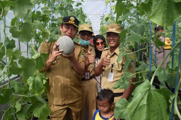 Panen Perdana Melon untuk Ketahanan Pangan, Bupati Banyumas: Aja Demenyar