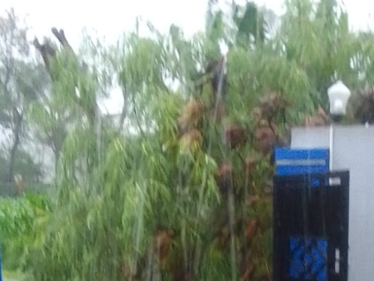 Diguyur Hujan Lebat, Sebuah Pohon Ambruk di Wilayah Randudongkal