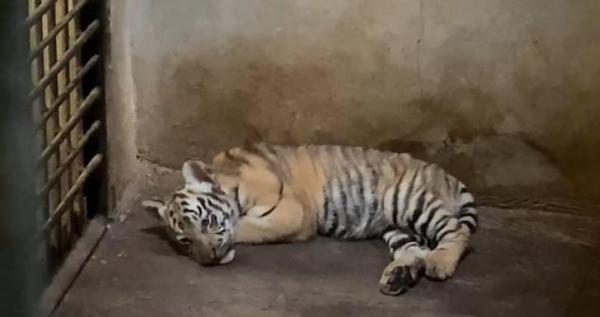 Bayi Harimau Benggala Tambah Koleksi Taman Margasatwa Banjarnegara