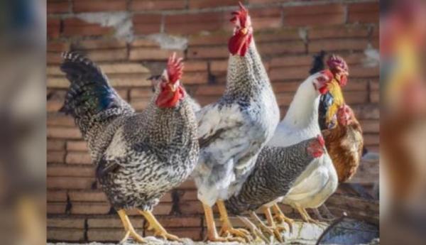 Ayam Ini Diklaim Menjadi Tertua di Dunia, Usianya 20 Tahun