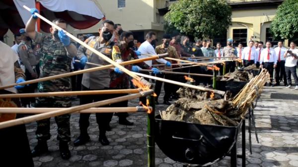 Polisi di Aceh Bakar  411 Kilogram Ganja Barang Bukti Kejahatan Jaringan Internasional