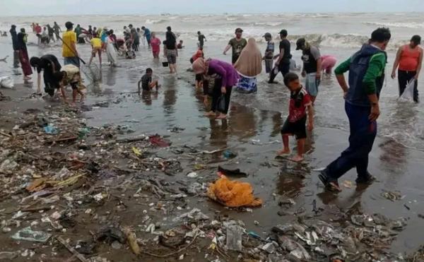 Ratusan Ribu Kerang Engsol Muncul di Pantai Muara Indah Pemalang, Fenomena Apa?