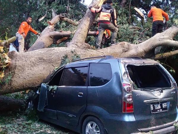 Pohon Randu Besar Tumbang di Slawi, Sebabkan 3 Unit Kendaraan Rusak dan 1 Orang Luka Parah