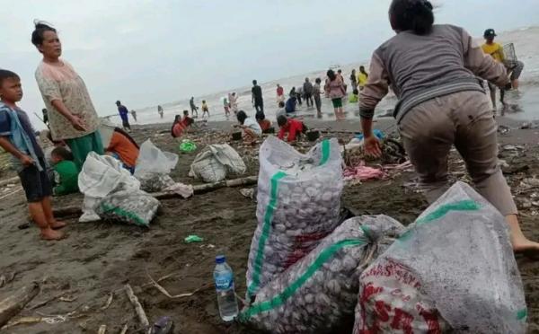Heboh! Jutaan Kerang Engsol Muncul di Pantai Asemdoyong Pemalang, Warga Pesisir Berebut Panen