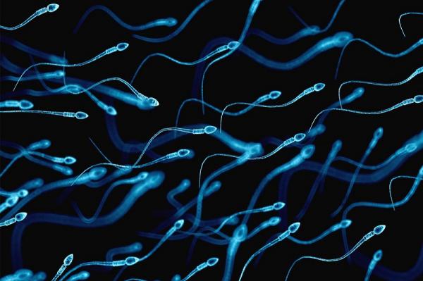 Bagaimana Hukum dan Pandangan Menelan Sperma Menurut Agama Islam dan Medis