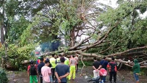 Pohon Tumbang Jalur Malang-Blitar Lumpuh Total