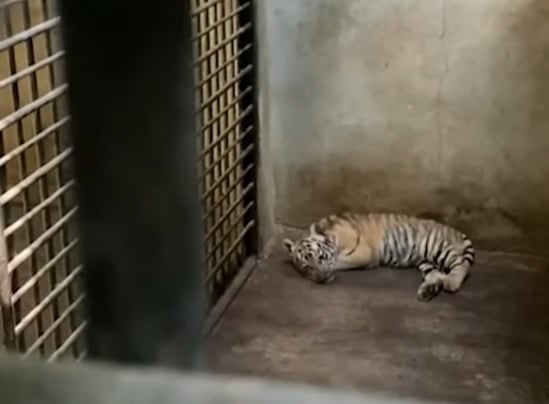 Bayi Harimau Imut Lahir di Serulingmas Zoo Banjarnegara