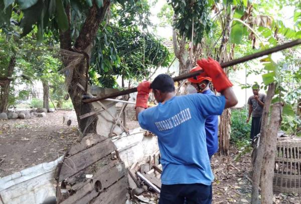 Petugas Temukan Ular Kobra saat Evakuasi Sarang Tawon Vespa di Probolinggo