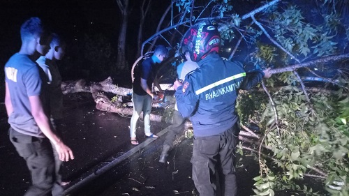 Polisi dan Warga Evakuasi Pohon Tumbang Akibat Angin Kencang