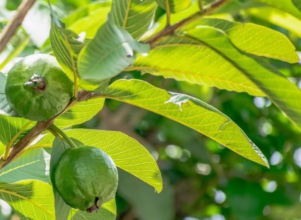 9 Manfaat Daun Jambu Biji, Obat Antikanker hingga Turunkan Gula Darah