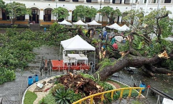 Pohon 100 Tahun di Lawangsewu Semarang Tumbang,  2 Korban Dilarikan ke RS