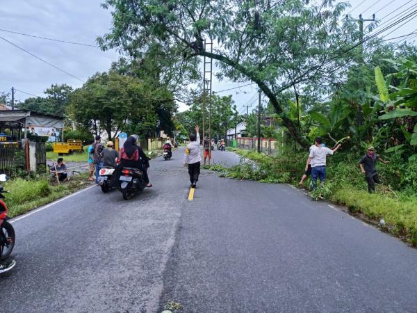 Antisipasi Kecelakaan, Polsek Cikedal Bersama Warga Tebang Pohon di jalur Pandeglang-Labuan