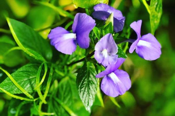 5 Khasiat Bunga Telang sebagai Obat Herbal Alami Perlu Dicoba