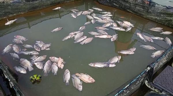 Ribuan Ikan Telaga Ngebel Ponorogo Mati Mendadak, Dinas Perikanan Cek Air