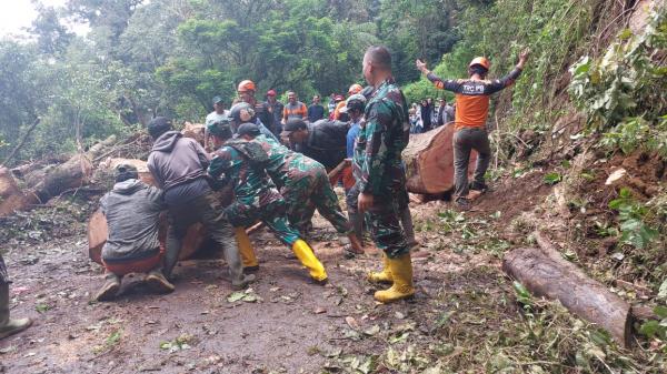 Pohon Raksasa Tumbang Jalur Lumajang - Malang via Ranupani Ditutup Selama 4 Jam