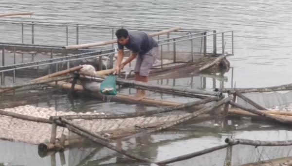 Ribuan Ikan di Telaga Ngebel Ponorogo Mati Mendadak