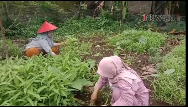 Video Memanfaatkan Lahan Kosong, Panen Sayuran Sehat