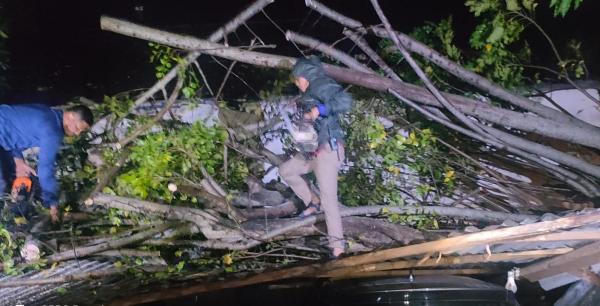 Pohon Tumbang di Parepare Timpa 3 Mobil Milik Warga, Pasukan Damkar Alami Insiden saat Evakuasi