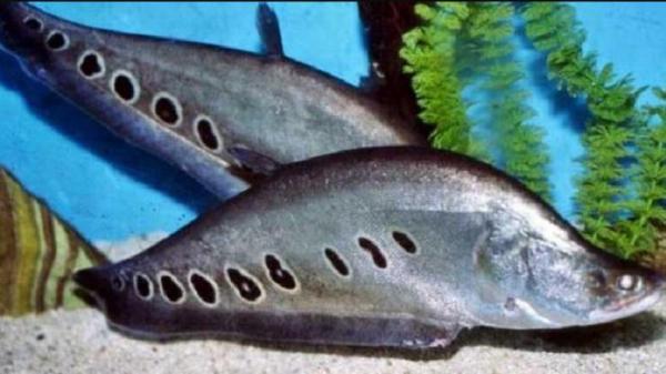Cara Memelihara Ikan Belida di Aquarium, Gampang Banget!