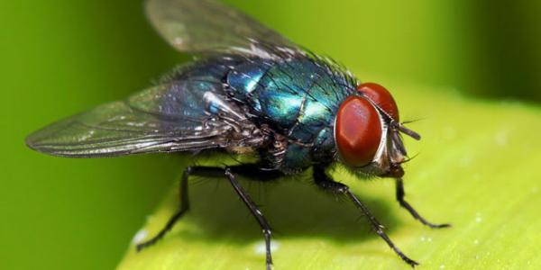 5 Alasan Kenapa Lalat Suka Hidup di Tempat yang Kotor
