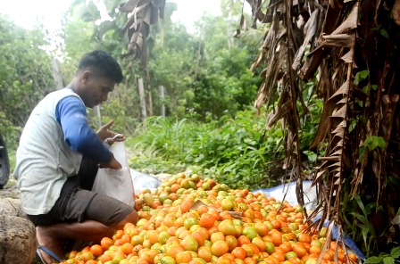 Luar Biasa, Petani Tomat Ini Sukses Miliki Omzet Ratusan Juta Sekali Panen