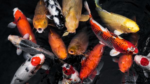 Cara Merawat Ikan Koi bagi Pemula Beserta Makanan dan Penyakitnya