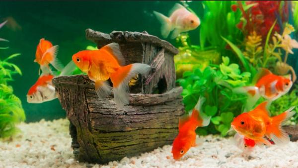5 Cara Merawat Ikan Mas di Rumah Dengan Mudah