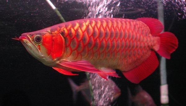 7 Cara Merawat Ikan Arwana Agar Warna Bagus dan Berumur Panjang